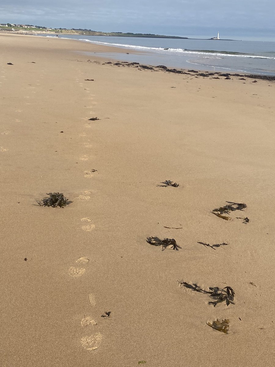 Almost had the whole beach to myself this morning. Beautiful Whitley Bay.