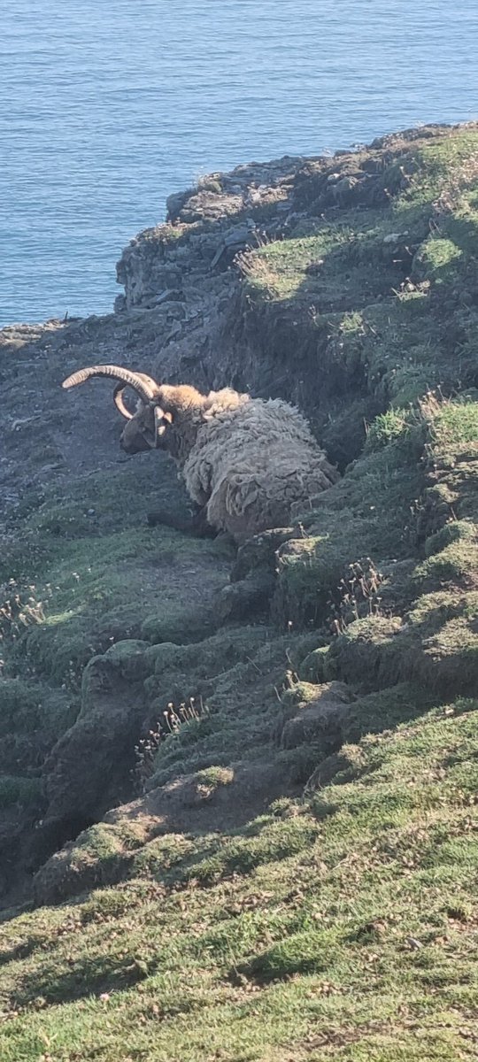 @MLProduce Had a rare walk out and found a chum of yours' all alone and enjoying the view! #iomstory #Manxloaghtan