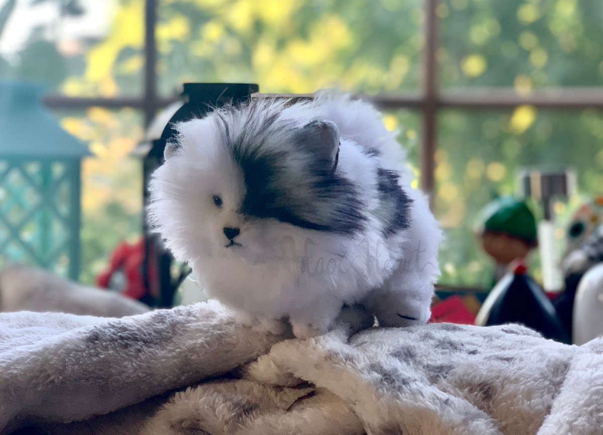 Forzaswift's tweet image. Palm-sized Pom! #handmadeplush #pomeranian #dogplush #haoandheart