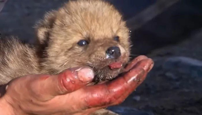 yultato's tweet image. 안녕하세요 전국구 글짱선생님들
저는 요즘 조유리가 다소
늑대.같다고생각합니다…
저와같이 율늑.을추구하실분
조용히손을들어주시길바랍니다