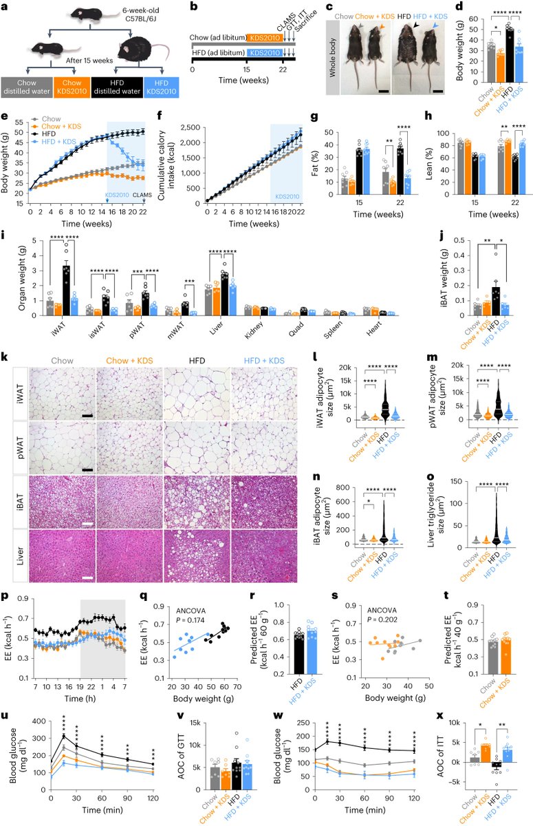 Myra Ahmad, MD (@myrahahmad) on Twitter photo ASTRO-NOMICAL! In a new study out of <a href="/NatMetabolism/">Nature Metabolism</a>, researchers led by C. Justin Lee at <a href="/IBS_media/">IBS_media(기초과학연구원)</a> show an astrocyte-driven mechanism of obesity control through modulation of GABRA-5 positive neurons. tinyurl.com/bdhx7wjc #obesity #therapy #brain #basicresearch ASTRO-NOMICAL! In a new study out of <a href="/NatMetabolism/">Nature Metabolism</a>, researchers led by C. Justin Lee at <a href="/IBS_media/">IBS_media(기초과학연구원)</a> show an astrocyte-driven mechanism of obesity control through modulation of GABRA-5 positive neurons. tinyurl.com/bdhx7wjc #obesity #therapy #brain #basicresearch