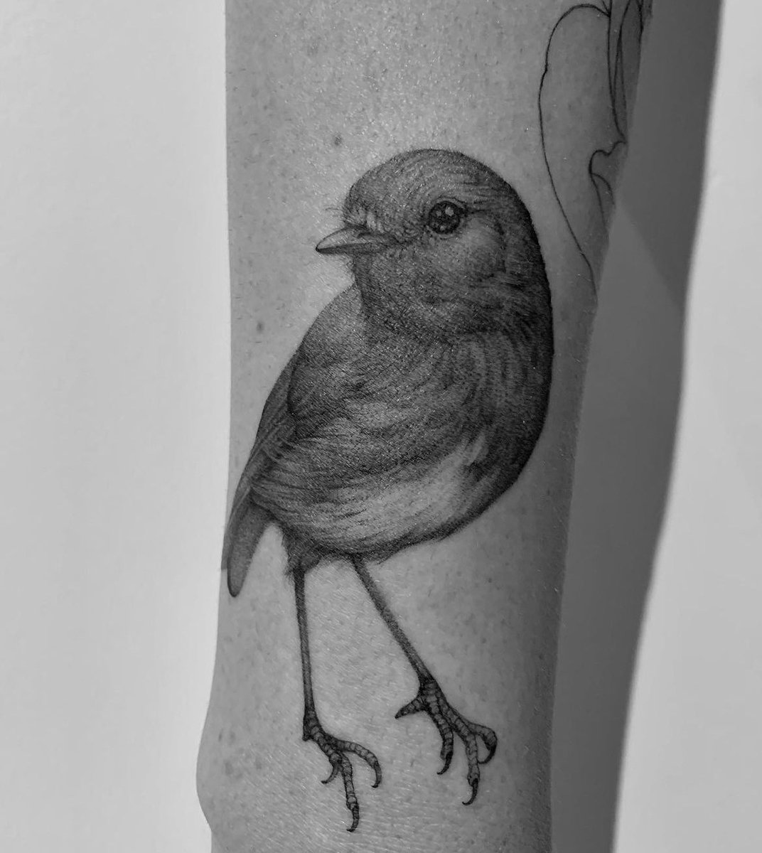 BirdCare Aotearoa tweet media