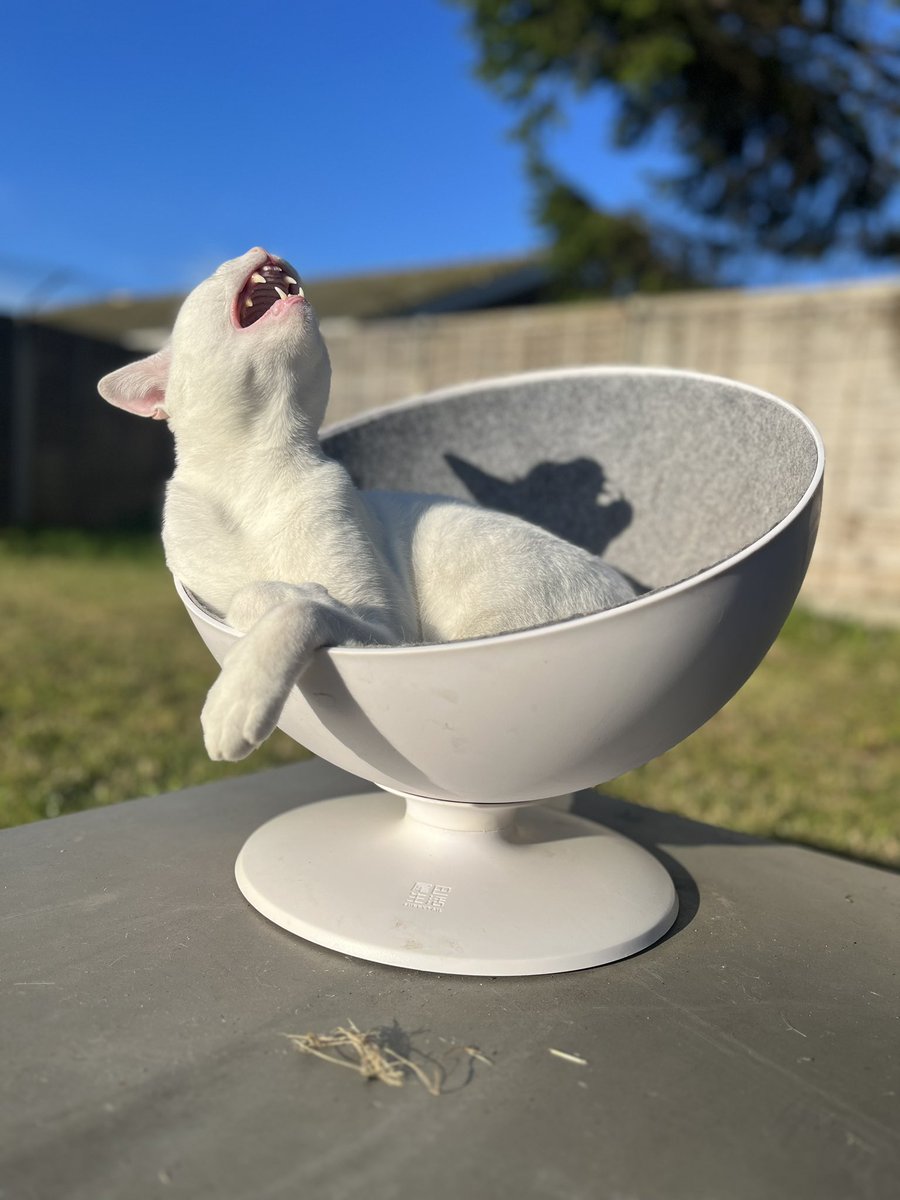 TheHuntley's tweet photo. Managed to snap Bowiecat mid yawn..look at those fangs!! Hope you’re all having a lovely Saturday. Thank you for all the kindness &amp; comments you share with me. I don’t get enough time to reply to each one but I do appreciate and read all of them 💗 #caturday #catfangs #BeKind https://t.co/EUD3tasrpt