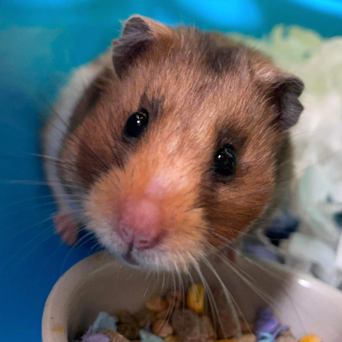 hamsterofthe's tweet image. 📅 9th September 2023
🐹 Pearl
🏷️ @Jess_EL_Chick
💕 #animaloftheday