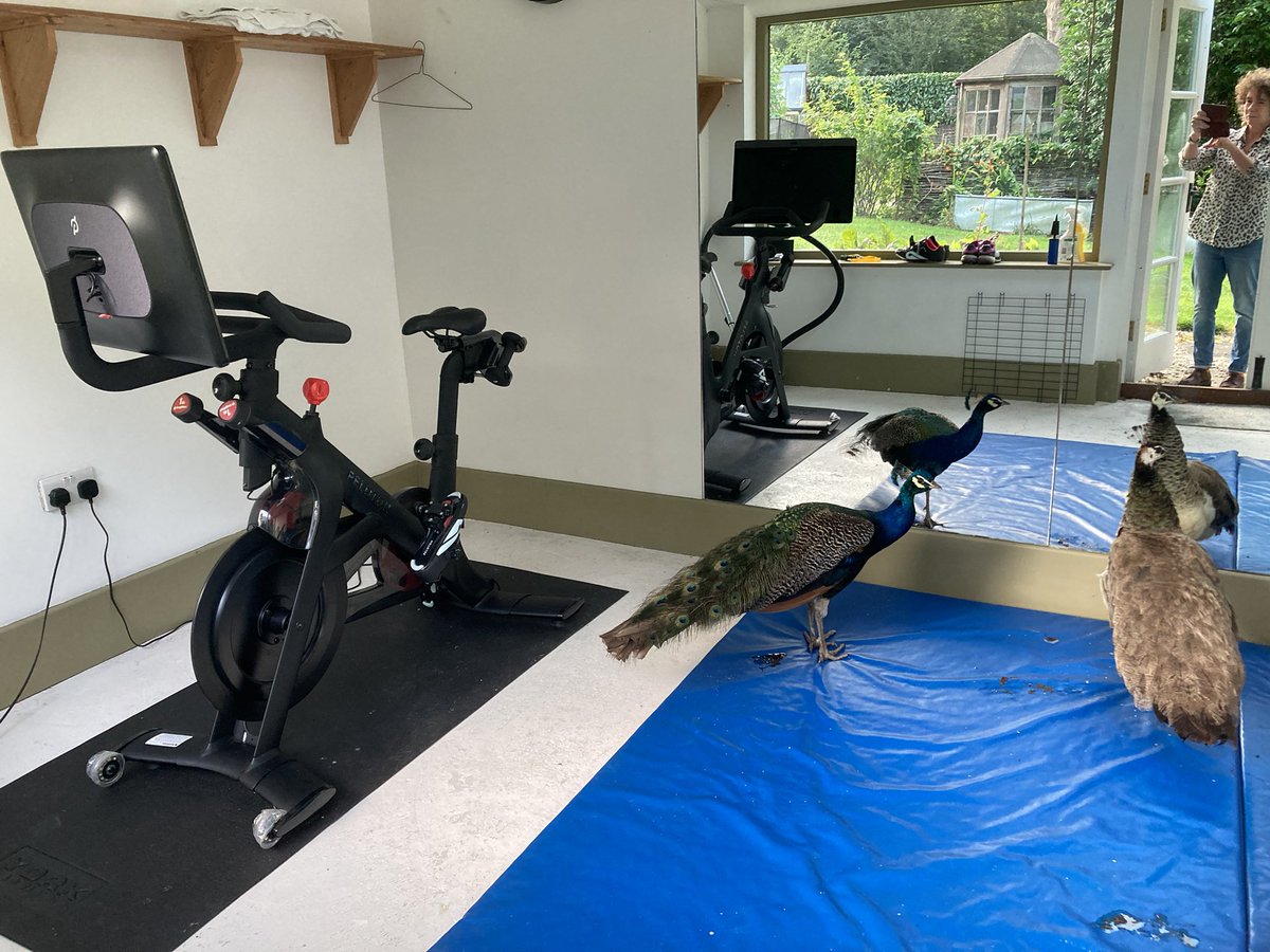 They have found the Peloton ..