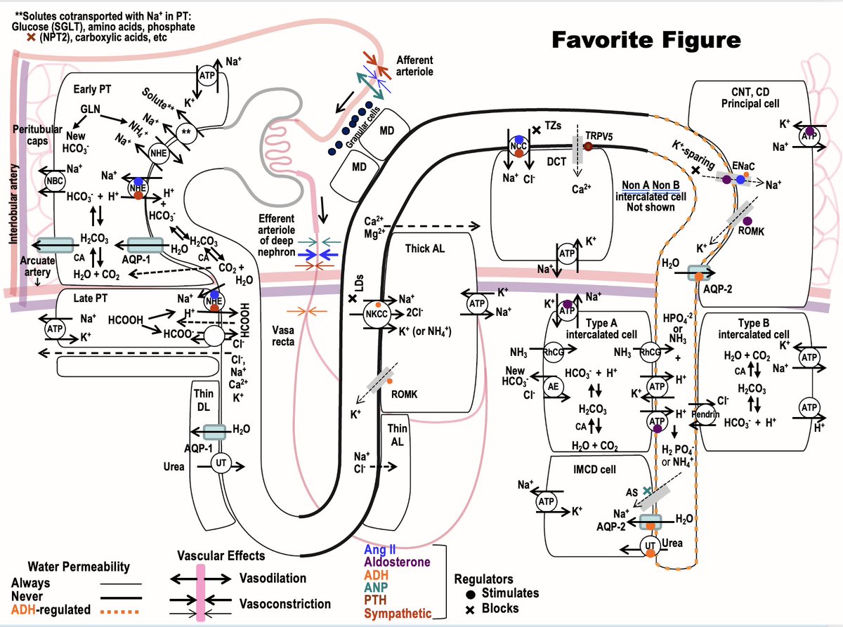 mbzbmdmba's tweet photo. Nothing gets me pumped like a light Renal Physiology Review! Lets Go! https://t.co/QBKH9VoOq7
