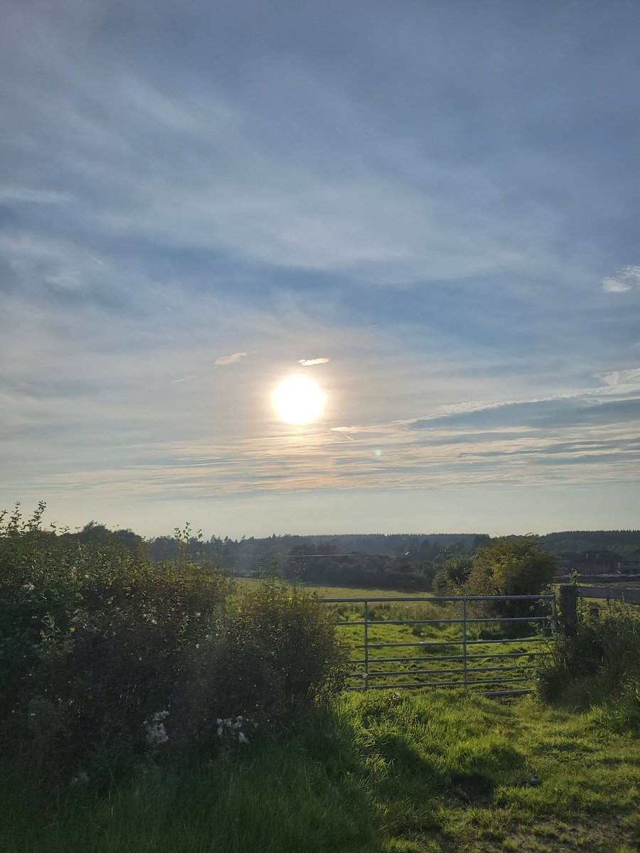 Midnight 🐞🐛🪐 tweet media