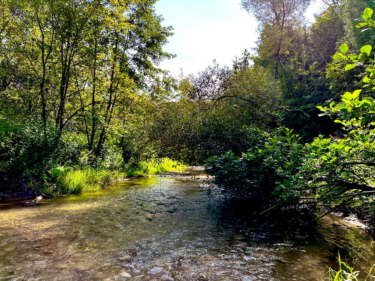 Just a reminder that at the ❤️ of #GreenbeltScandal,  #MrX of #MZOsRUs, and all the other <a href="/fordnation/">Doug Ford</a> regressive land use changes, lie natural assets, precious habitat connections, pristine stream systems, threatened species, trees, fields + wetlands. #ClimateCrisis #Biodiversity
