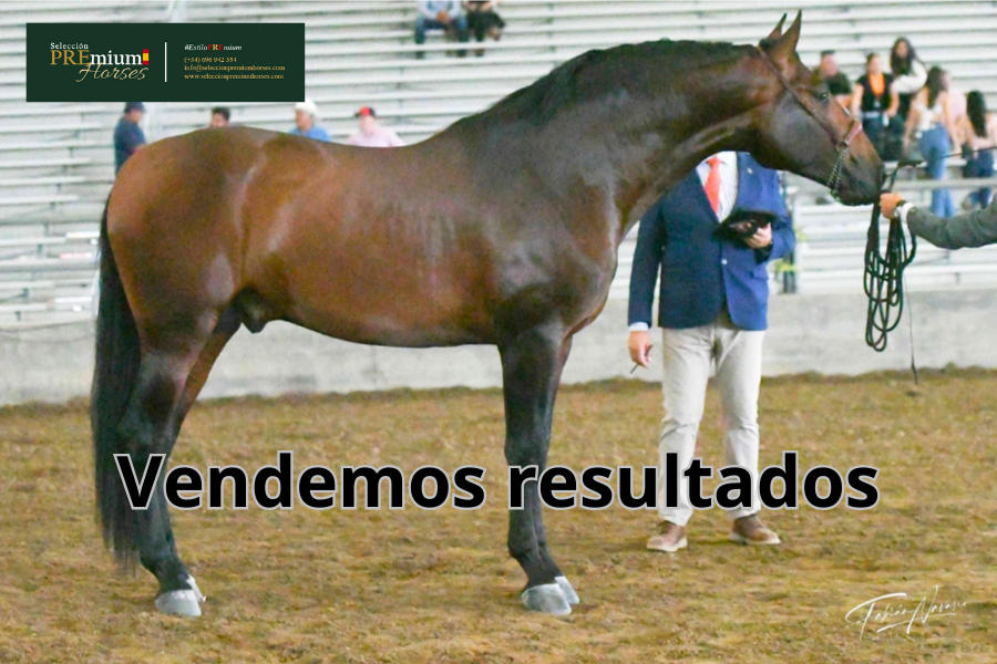 PREmium_Horses's tweet photo. #NOBLE DE #MARENGO ❤️ CAMPEÓN ❤️ potros de 3 años en Los Angeles, vendido a nuestros amigos de Rancho El Marengo de USA 🇺🇸🇺🇸🇺🇸
Enhorabuena y a seguir disfrutando. 👏🏽
🐴 Estilo PREmium 🇪🇸
📲 (+34) 696 94 23 54
📩 info@seleccionpremiumhorses.com https://t.co/53it1JLQrv