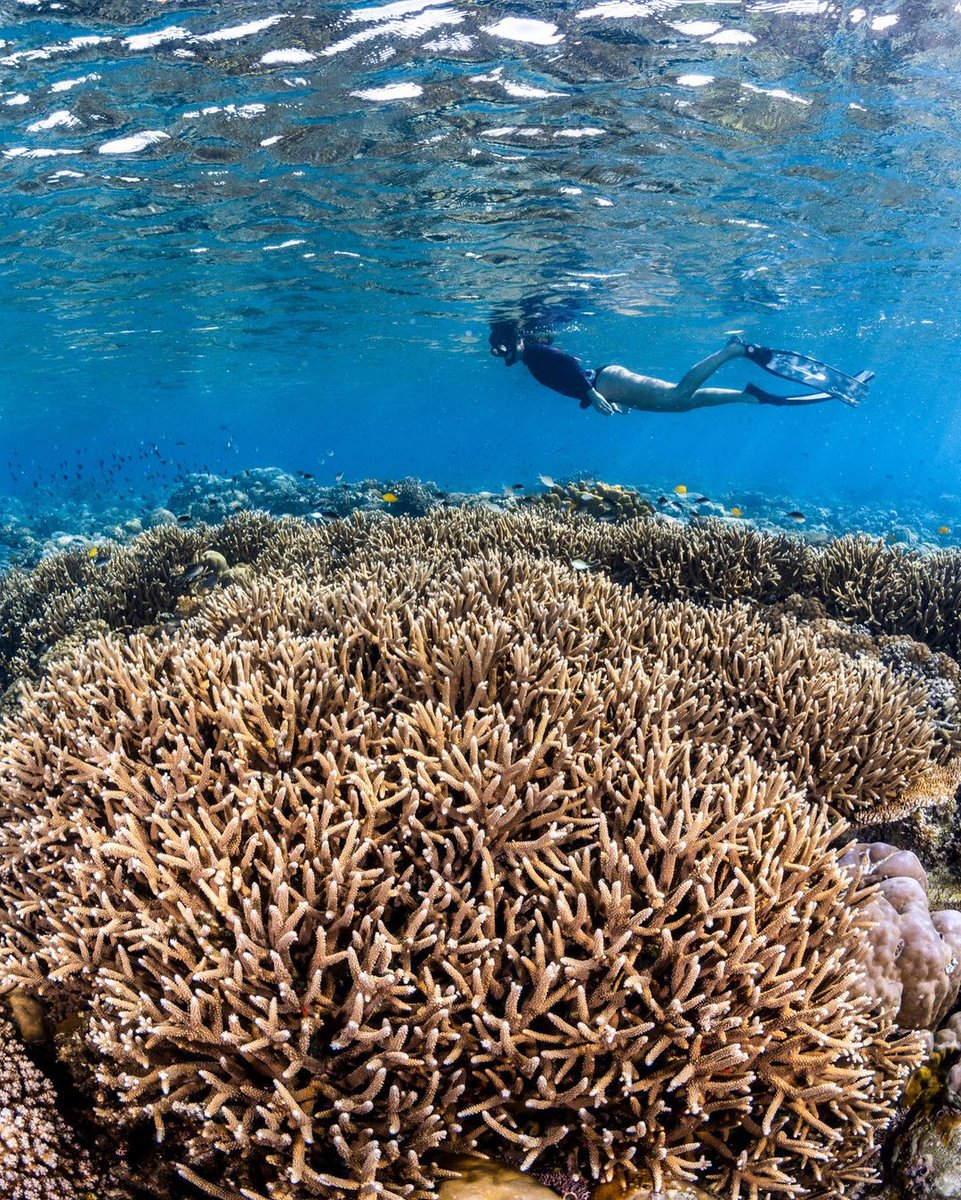 Papua New Guinea Tourism Promotion Authority tweet media