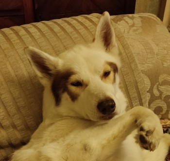 🆘1 SEPT 2023 #Lost BELLA #ScanMe 
OLDER White Husky Cross Female
She slipped out of her harness.
#StreathamCommon #Streatham 
#London Borough #Lambeth #SW16 doglost.co.uk/dog-blog.php?d…