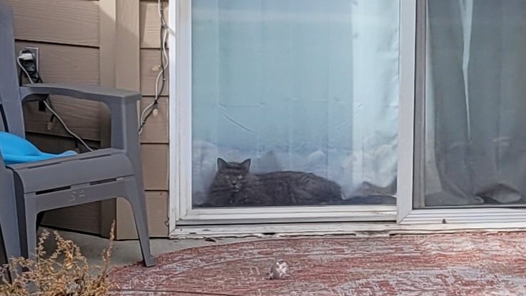 JasonStiff's tweet photo. The cats in California must have called ahead to the cats in Montana and let them know I was coming...
#Montana #Billings #cat #cats #Caturday #Saturday #call #callahead #lookout #catsoftwitter #catsofx https://t.co/wxGswli2pU