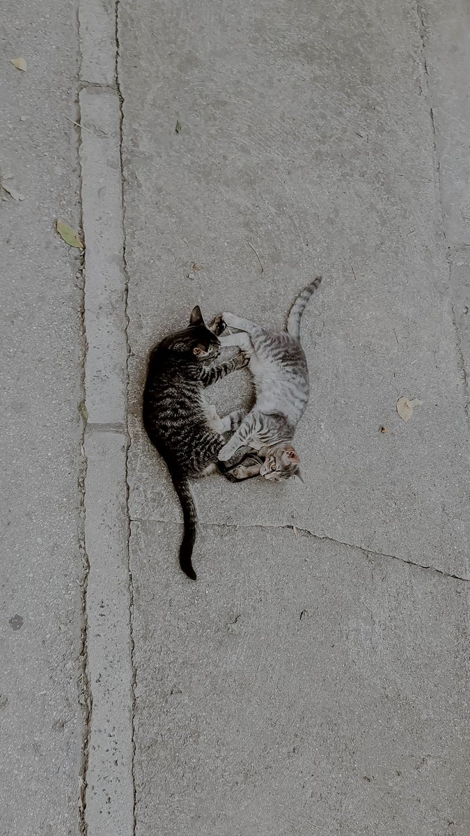 toskastik's tweet photo. #Niš #streetphotography https://t.co/JIeYvkhz8b