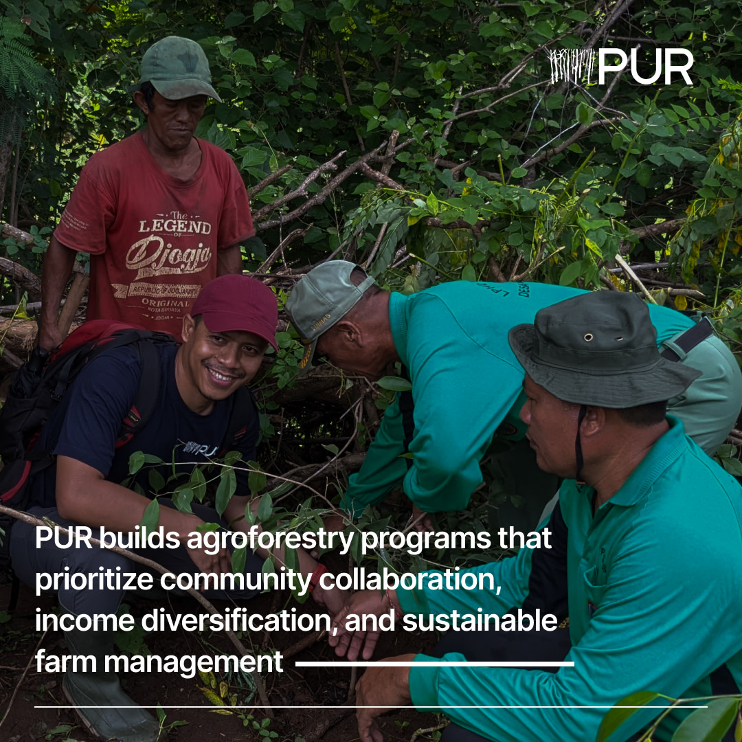 🌴🥥 On #WorldCoconutDay, we're celebrating impactful projects that are advancing regenerative #Coconut production. In Indonesia, PUR is implementing sustainable practices such as #Agroforestry and income diversification for farmers. Read more: 👉 bit.ly/47Vc8cT?utm_ca…