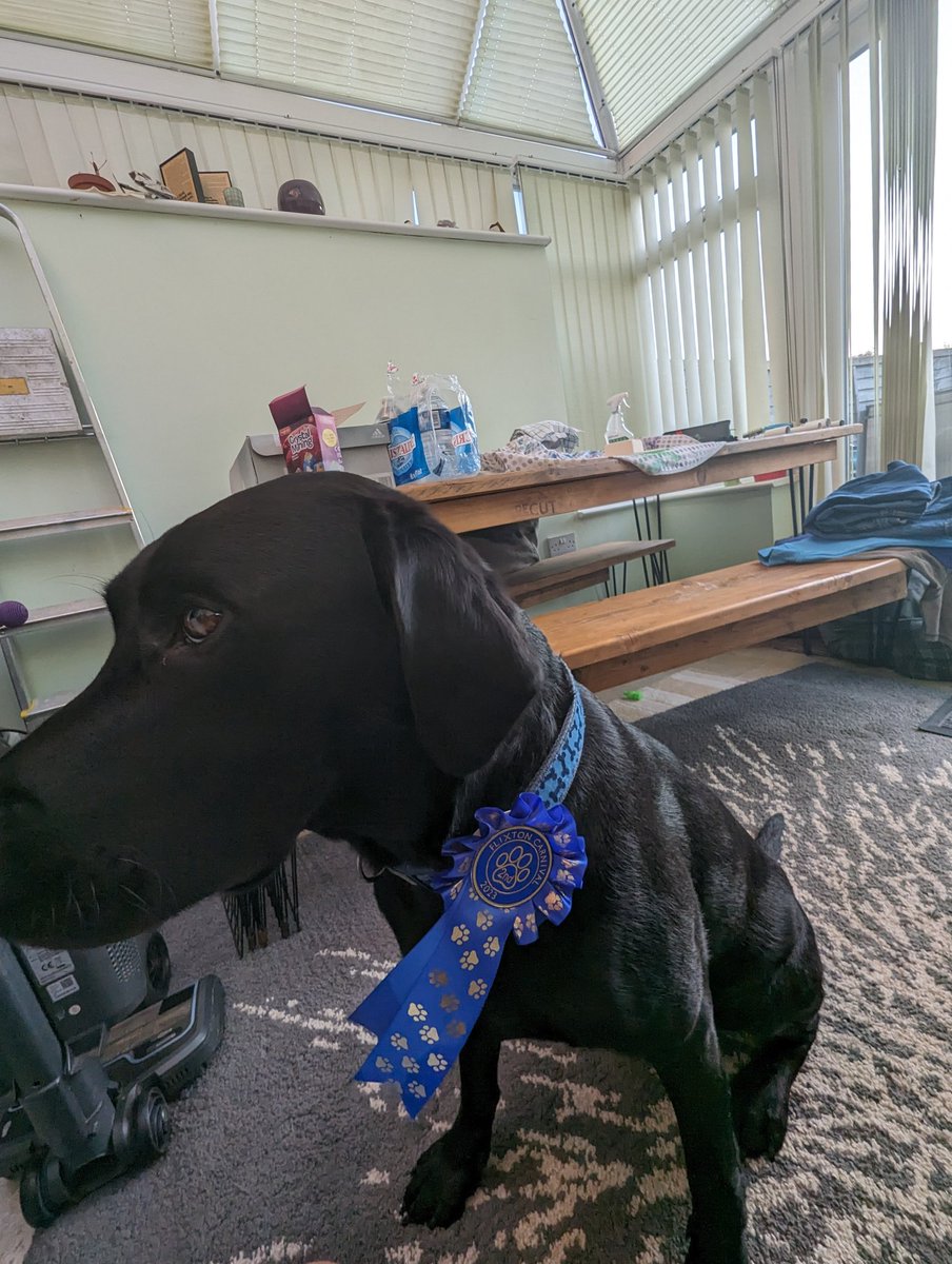 LabFlinn's tweet photo. I came 2nd in waggiest tail at the local dog show 😄. Would have had most handsome hound too if I hadn't barked when the judge came round according to Dad. 🐕🐾 https://t.co/akufONpwK8