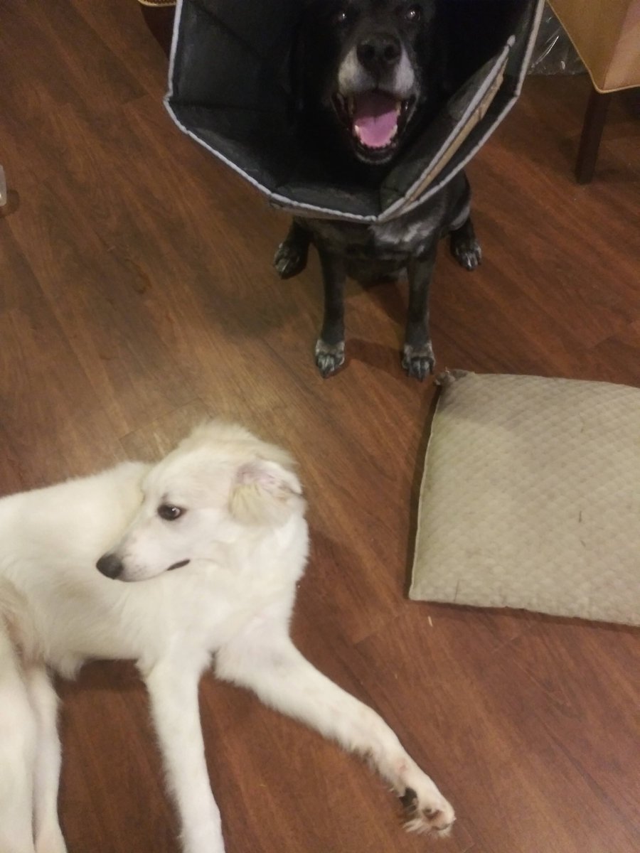 GreatestPyrene1's tweet photo. Happy conehead ♥ ♥ #labrador #greatpyrenees #lab_pack #ConanOBrien #ladygaga #dogsoftwitter #tweetsofdogs #dogoftheday #Dalbodog #TexasFootball #roschon #Bijan5Robinson #catosterman #HustonStreet #hookem ! https://t.co/OE0lWtsI93 https://t.co/VOG7FK0SOj