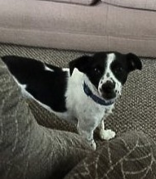 millypod1's tweet image. 🆘31 AUG 2023 #Lost RUTH &amp;amp; TALLULAH
2 Jack Russell Terriers  Females
#Latton nr #Swindon #Wiltshire #SN6 doglost.co.uk/dog-blog.php?d…
doglost.co.uk/dog-blog.php?d…