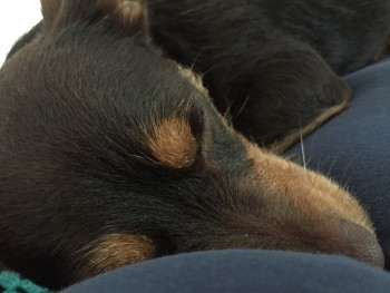 millypod1's tweet image. 🆘31 AUG 2023 #Lost RUTH &amp;amp; TALLULAH
2 Jack Russell Terriers  Females
#Latton nr #Swindon #Wiltshire #SN6 doglost.co.uk/dog-blog.php?d…
doglost.co.uk/dog-blog.php?d…