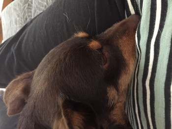 millypod1's tweet image. 🆘31 AUG 2023 #Lost RUTH &amp;amp; TALLULAH
2 Jack Russell Terriers  Females
#Latton nr #Swindon #Wiltshire #SN6 doglost.co.uk/dog-blog.php?d…
doglost.co.uk/dog-blog.php?d…