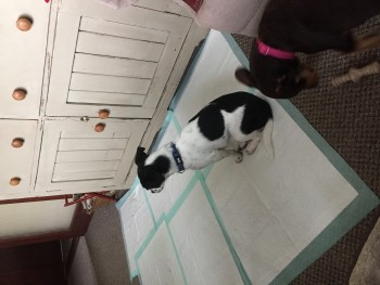 millypod1's tweet image. 🆘31 AUG 2023 #Lost RUTH &amp;amp; TALLULAH
2 Jack Russell Terriers  Females
#Latton nr #Swindon #Wiltshire #SN6 doglost.co.uk/dog-blog.php?d…
doglost.co.uk/dog-blog.php?d…