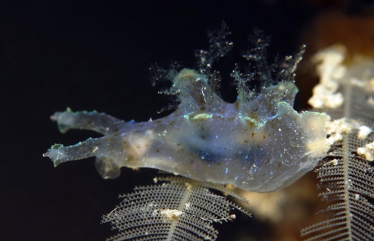 slugsofsea tweet picture