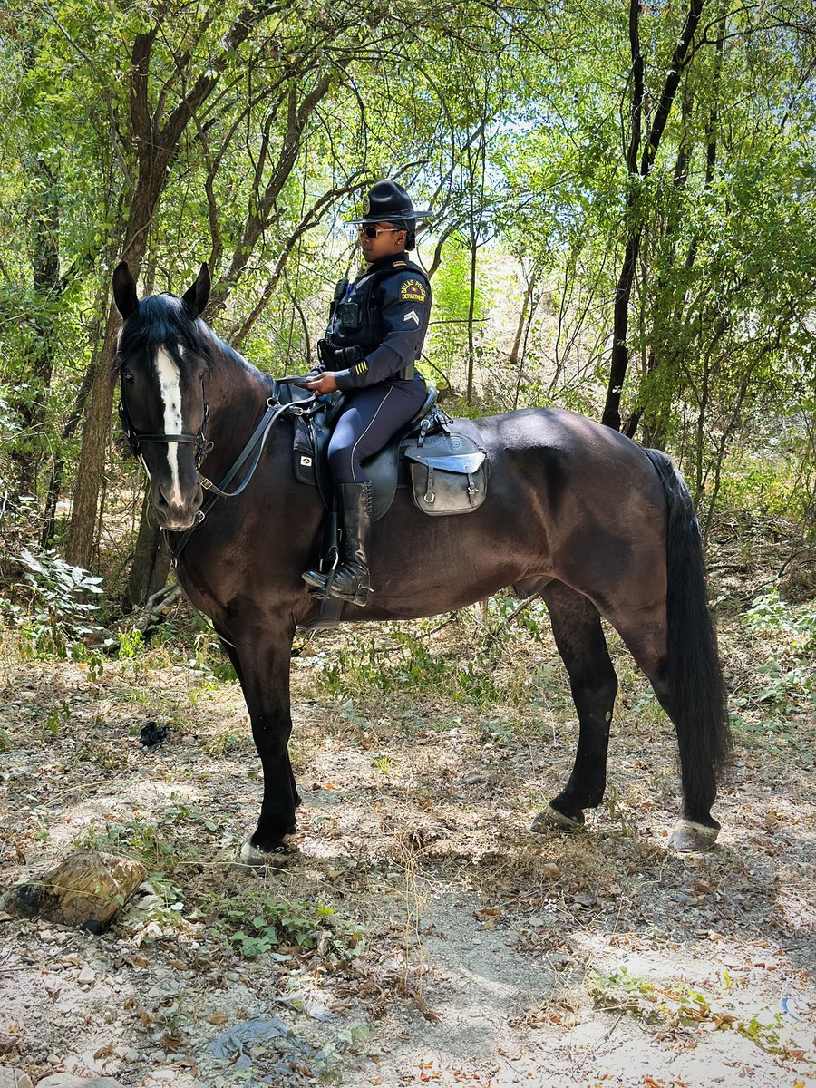 TacticalDPD's tweet image. Roscoe’s first day on patrol with Hawk consisted of checking numerous homeless encampments in the area of Marsh Ln &amp;amp; Rosemeade upon the request of city council member @caraathome