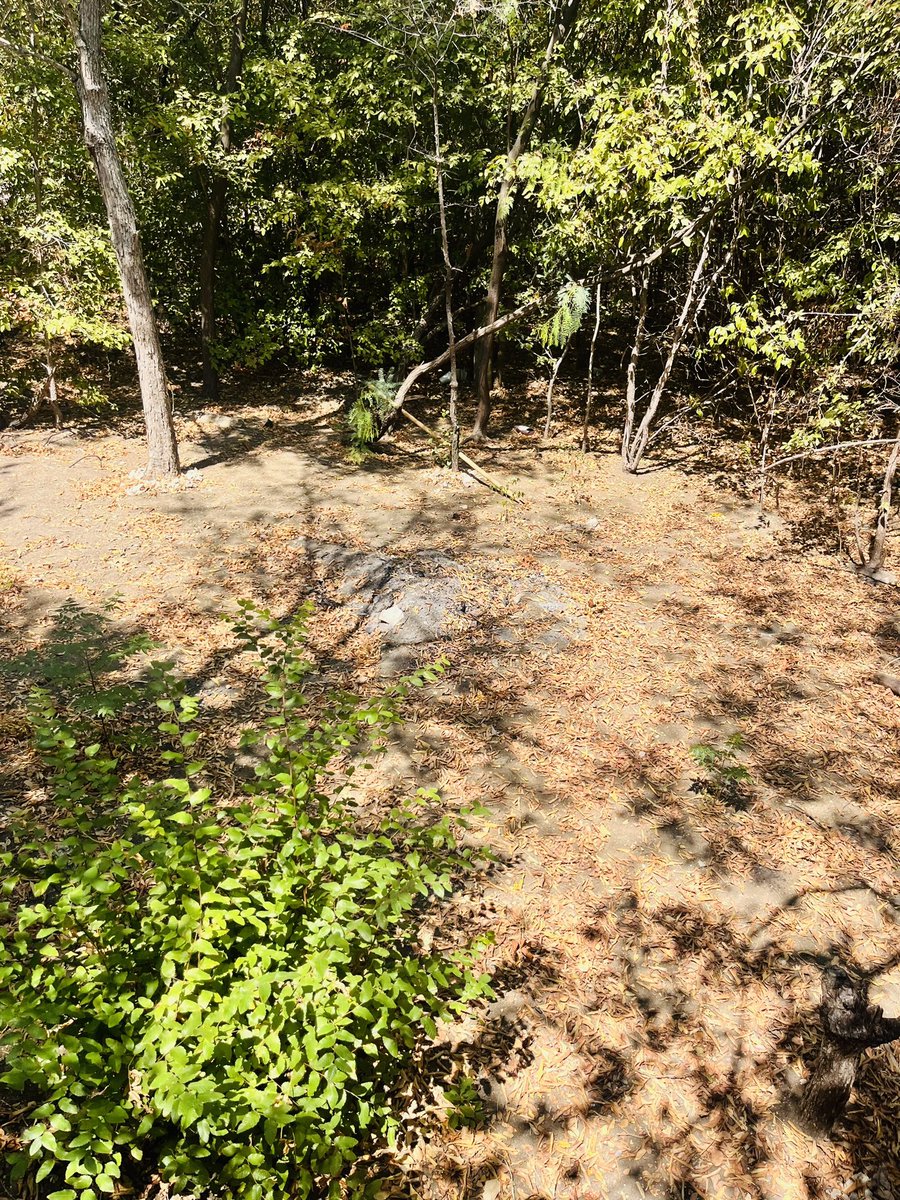 TacticalDPD's tweet image. Roscoe’s first day on patrol with Hawk consisted of checking numerous homeless encampments in the area of Marsh Ln &amp;amp; Rosemeade upon the request of city council member @caraathome