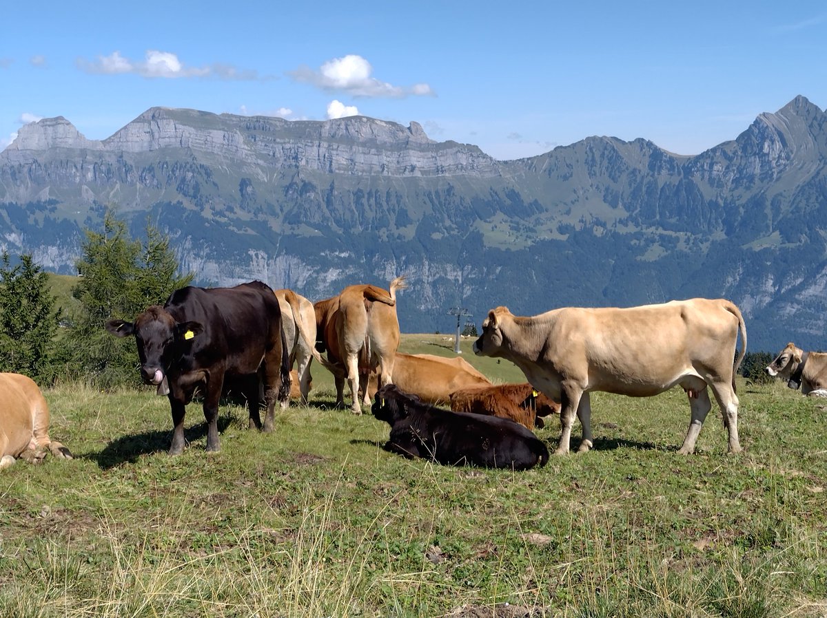 mischwyder's tweet photo. Todays hike 🚶🥾 #flumserberg #flums #switzerland #mountains #nature #EarperOnTour #Earper https://t.co/03XmdoZcpa
