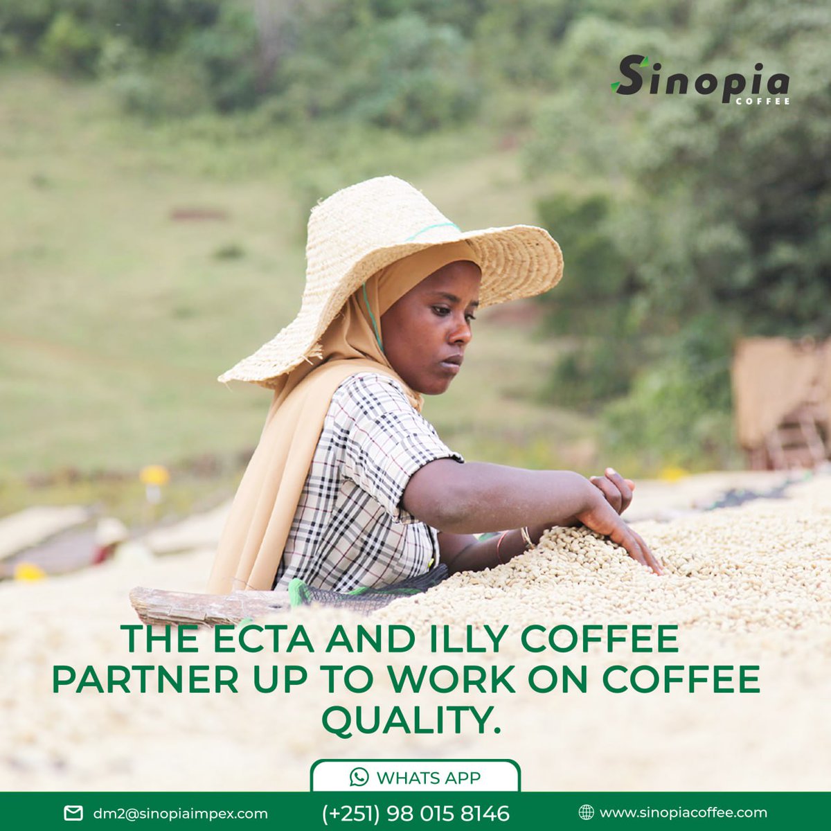 SinopiaCoffee's tweet photo. The ECTA and Illy Coffee partner up to work on coffee quality...read more 👉
https://t.co/kCTOUZv4fn 

#ECTA #Illycoffee #CTC #Cafeshow #coffeeexport #coffeetrade #Arabicacoffee 
#sinopiacoffee #Ethiopiancoffee #Africancoffeeexport #greencoffee https://t.co/Tv4hpJK9Yn