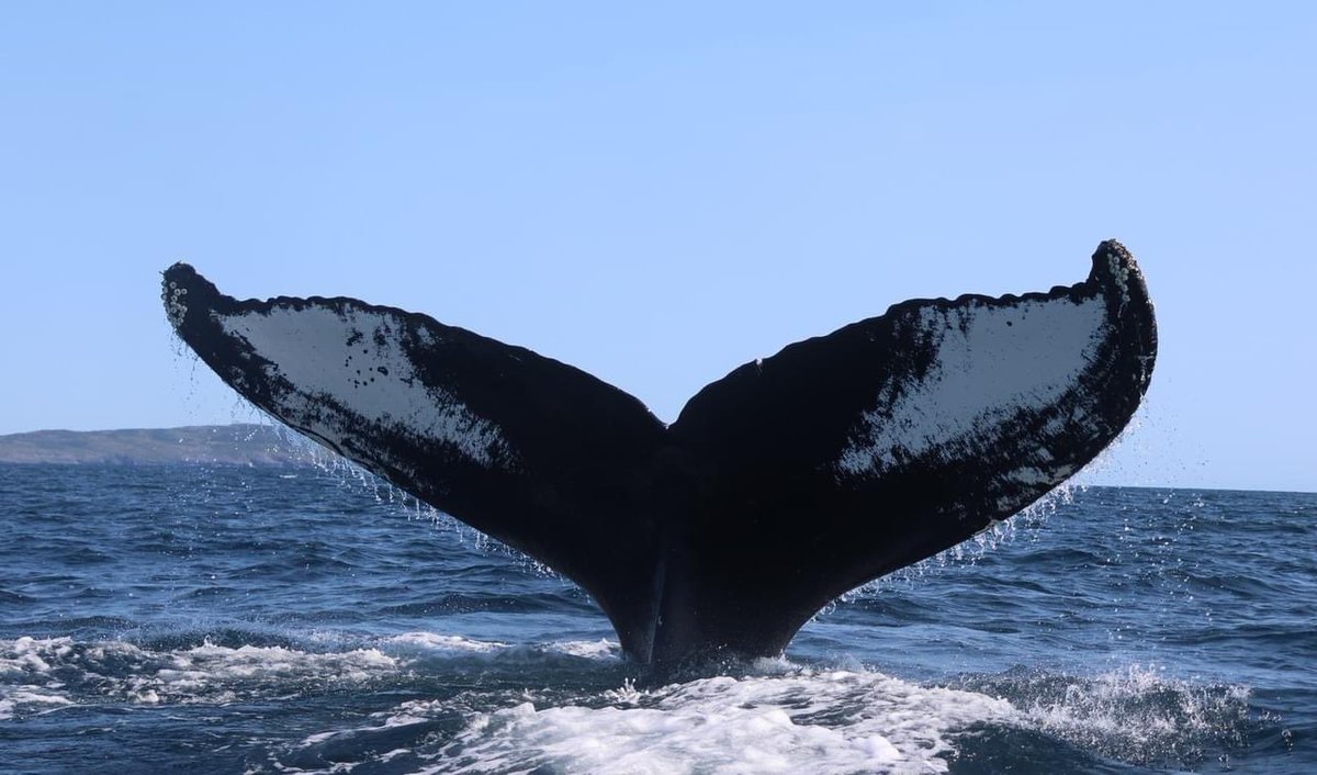 A gorgeous day on the water today with 4 humpback whales, the Steller's sea eagle, bald eagles, puffins, gannets, guillemots and murres #whales #whalewatching #trinitynl #bonavista #bonavistapeninsula #ExploreCanada #ExploreNL #humpback #humpbackwhale #bestkind #geotourism