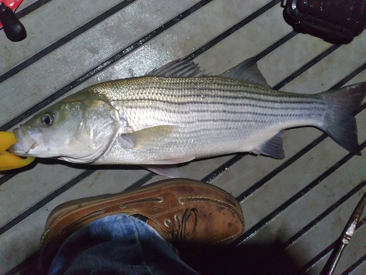 IfishinAL tweet media