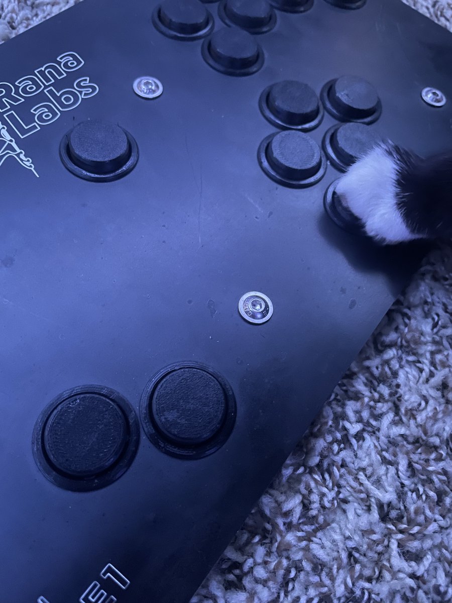 BrilliantBoxxes's tweet photo. Ziggy has been struggling because of lack of thumbs and being a cat. He however picked up Sheik and reached diamond rank. Sheik very ez to play. #SuperSmashBrosUltimate #SSBM #SmashBros #gamecube #boxxController #esports #FGC #StreetFighter #valorant #cat #CatsOfX https://t.co/IZmWPa0F4R