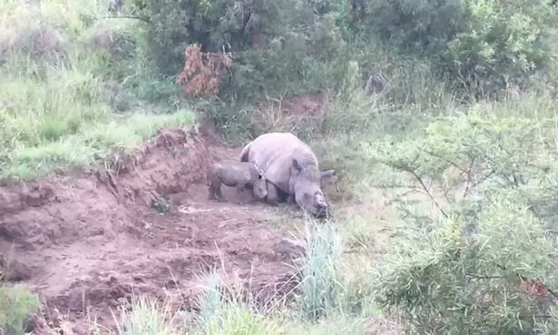 AyshahAwan's tweet photo. “The senseless slaughter of elephants and rhinos serves no purpose but to feed the greed of a criminal few.Let’s stop the poaching and end the trade for good.” Sir Richard Branson
#SaveRhino
#ProtectWildlife
#endpoaching
#RespectWildlife #StandForElephants #SaveTheElephant https://t.co/bNuIMF9ahp