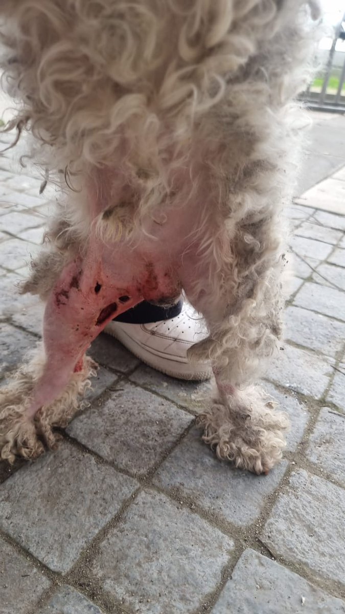 Lo atacaron 2 pitbull. Una señora me pidió ayuda. Ahora esta hospitalizado, ella no tenia los recursos para llevarlo, lleva días así y la infección lo mataria si no actuabamos
Solange Palacios 
17376209-7
solangepalacios33@gmail.com
Banco Falabella
Cuenta Corriente
1-983-029873-5