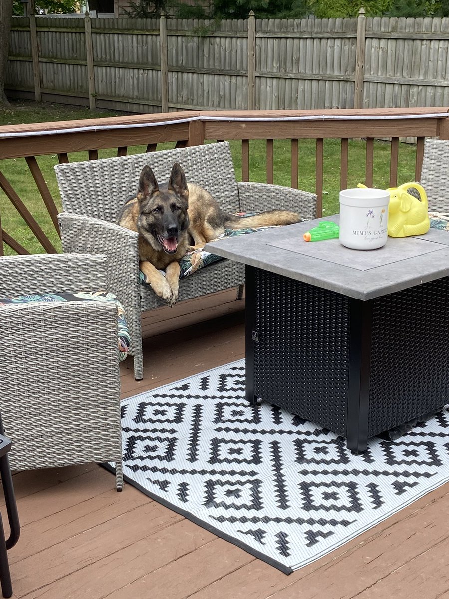 Happy Saturday everyone!  Just living my best retired life!  #GSD #workingdog #bluelivesmatterk9 #firstresponders #lawenforcement #ThinBlueLine #BackTheBlue #policek9 #k9 #k9team #k9unit #k9life #k9officer #k9gsds #k9officer #policedog #retiredk9 #retiredlife