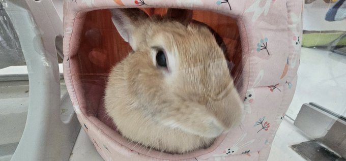 I'm Lulu... of course rabbits eat everything, I thought my pet room was rabbit proof until she muched