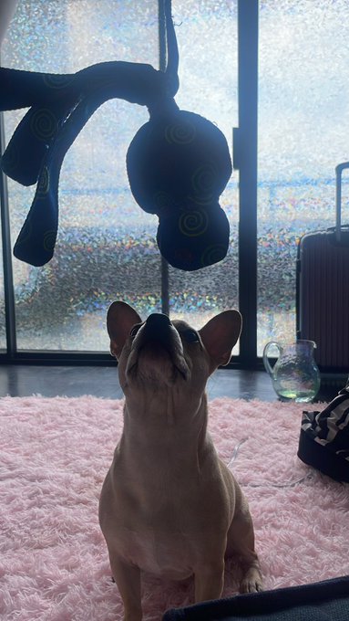 thank you @EricStrand19 for the bday presents for Scrappy 🥰💕 got him a few things but he won&rsquo;t leave<a class="tags" target="_blank" title="On Twitter" href="/?out=eyJ0eXAiOiJKV1QiLCJhbGciOiJIUzUxMiJ9.eyJpYXQiOjE3MjA5NjY4MDMsImlzcyI6InR3cG9ybnN0YXJzLmNvbSIsIm5iZiI6MTcyMDk2NjgwMywiZXhwIjoxNzUyNTAyODAzLCJyZWRpcmVjdF91cmwiOiJodHRwczovL3R3aXR0ZXIuY29tL0VyaWNTdHJhbmQxOSJ9.TtNxnUooKHPyOWcPFWhgQUoYtDfNMuwpu6DDIfoUki8j64l5qMFRgivbQvWIx4Iy0qUYIW2OiyH9sBFORS_uDA">@EricStrand19</a>