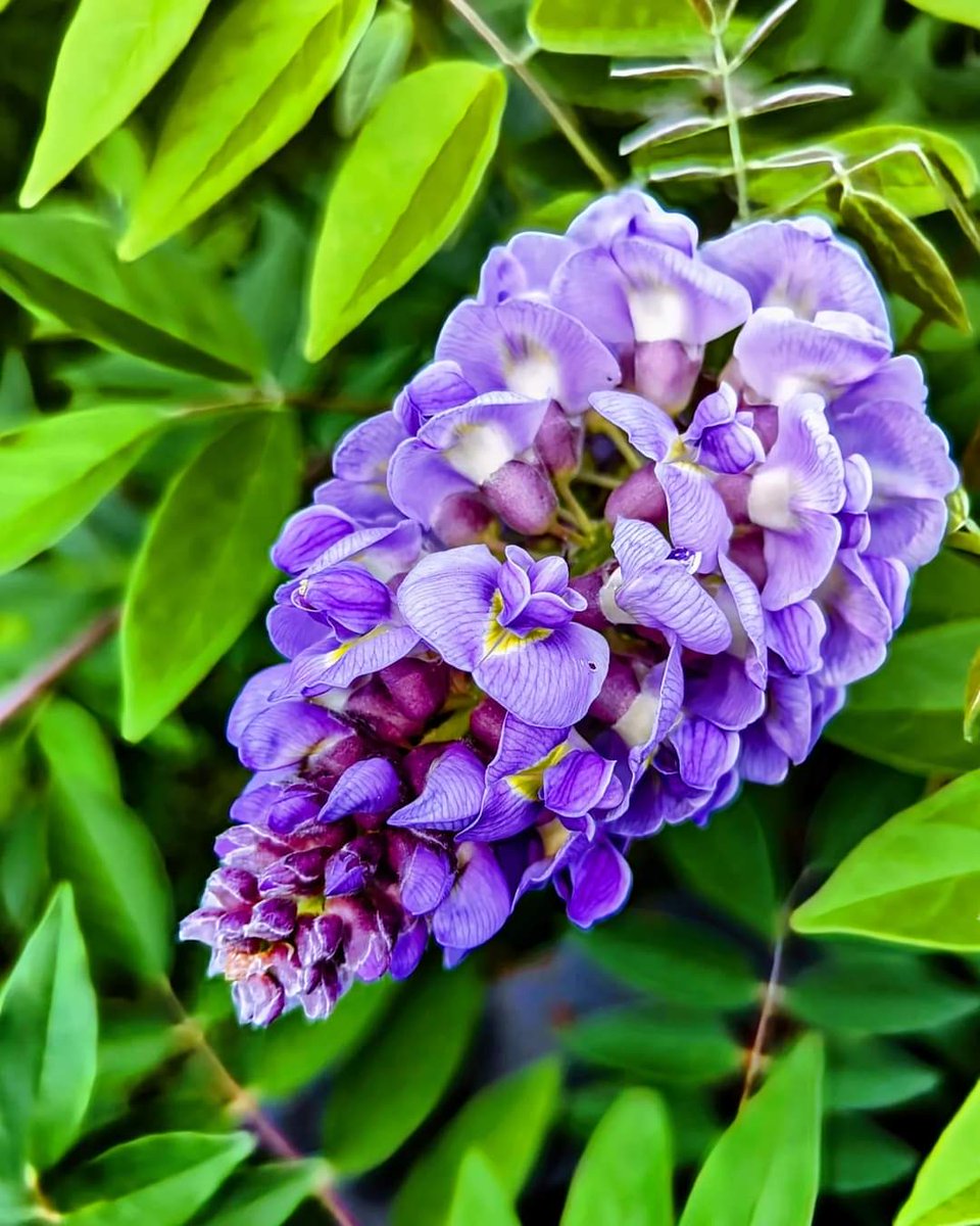 SoothingSoulSS's tweet photo. Nature 😁🥰🌳
SoothingSoulSoothingSouls ❤️

#soothing 
#soothingsoul
#soothingsouls 
#soothingsoulsoothingsouls 
#naturalbeauty
#naturaltherapy 
#naturetherapist 
#naturetherapy 
#naturetherapist 
#enjoynature 
#enjoythelittlethings 
#enjoythescenery 
#naturephotography https://t.co/xYRLYE60s9