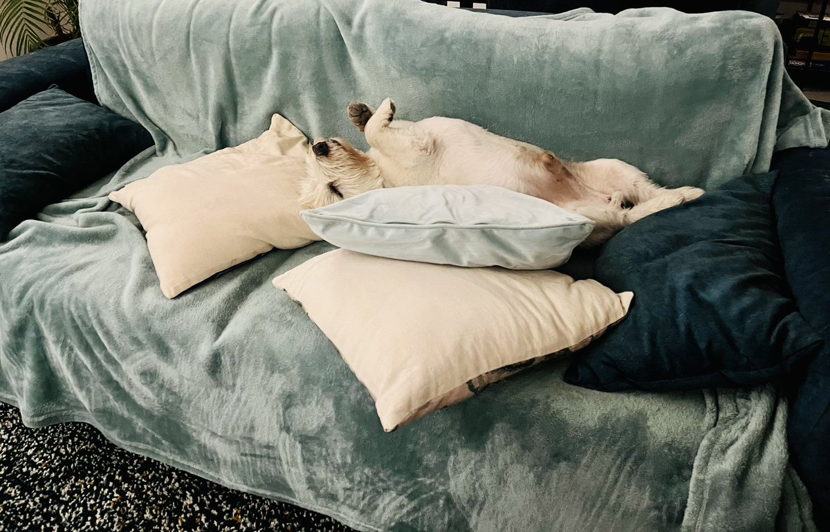 Do you think I have enough cushions ? #jurathewestie #westies #westitude