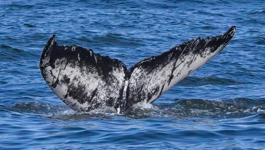 This is who we're fighting for. 🐳 
📸 by Ellen Flashburg on the Miss Belmar whale watch this past Sunday.
.
#jerseyshorewhalewatch #Jerseyshore #saveourwhales #missbelmarwhalewatching #bestwhalewatchonjerseyshore #stoposw #offshorewindisascam #saveourocean #belmarlocal #belmarnj