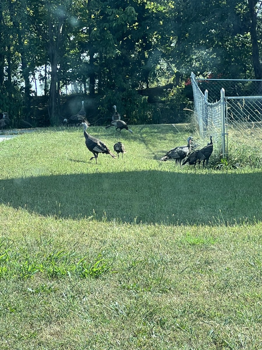 reilly_reads's tweet photo. I forget sometimes we don’t live in the city anymore! Yesterday, I saw a gaggle of turkeys in our neighbors yard!  And today there were lizards and a preying mantis on our back door! And we found a baby FROG in our kitchen!!! 😳😅🫠 https://t.co/FOqaTTLDcq