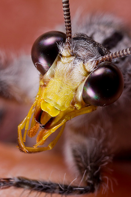Insectopiaa's tweet photo. 🐜🦁 Antlion 🦁🐜#insects #insectwars #insectopia #ANTS #followus #hormigas https://t.co/vTSXbwritN