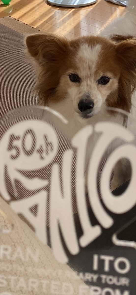 何それ…⁇
ランちゃんカッコ良かった！！
＃パピヨン　#キャンディーズ50周年
＃伊藤蘭