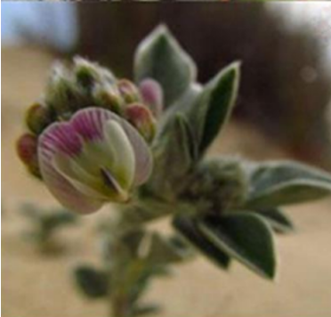 Maisa_Rojas's tweet photo. En el Santuario #GotadeLeche existe esta flor 👇que se encuentra una especie de flora en categoría "Peligro crítico de extinción" : Hierba del Tabo....a nivel mundial esta especie solo se ubica en estas dunas 🌺 💚 https://t.co/NiJawhNoHz