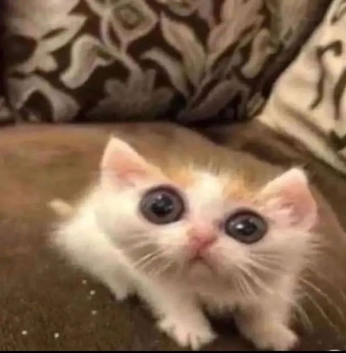 Purpleplum__'s tweet photo. @HumansNoContext A little cat https://t.co/jkHULZ2A4v