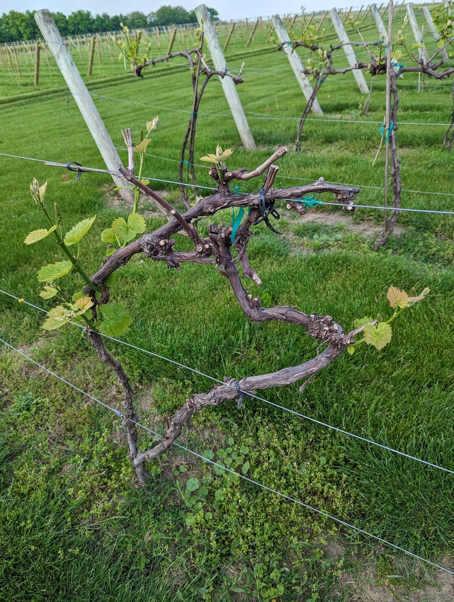 Matthew Elsass tweet media