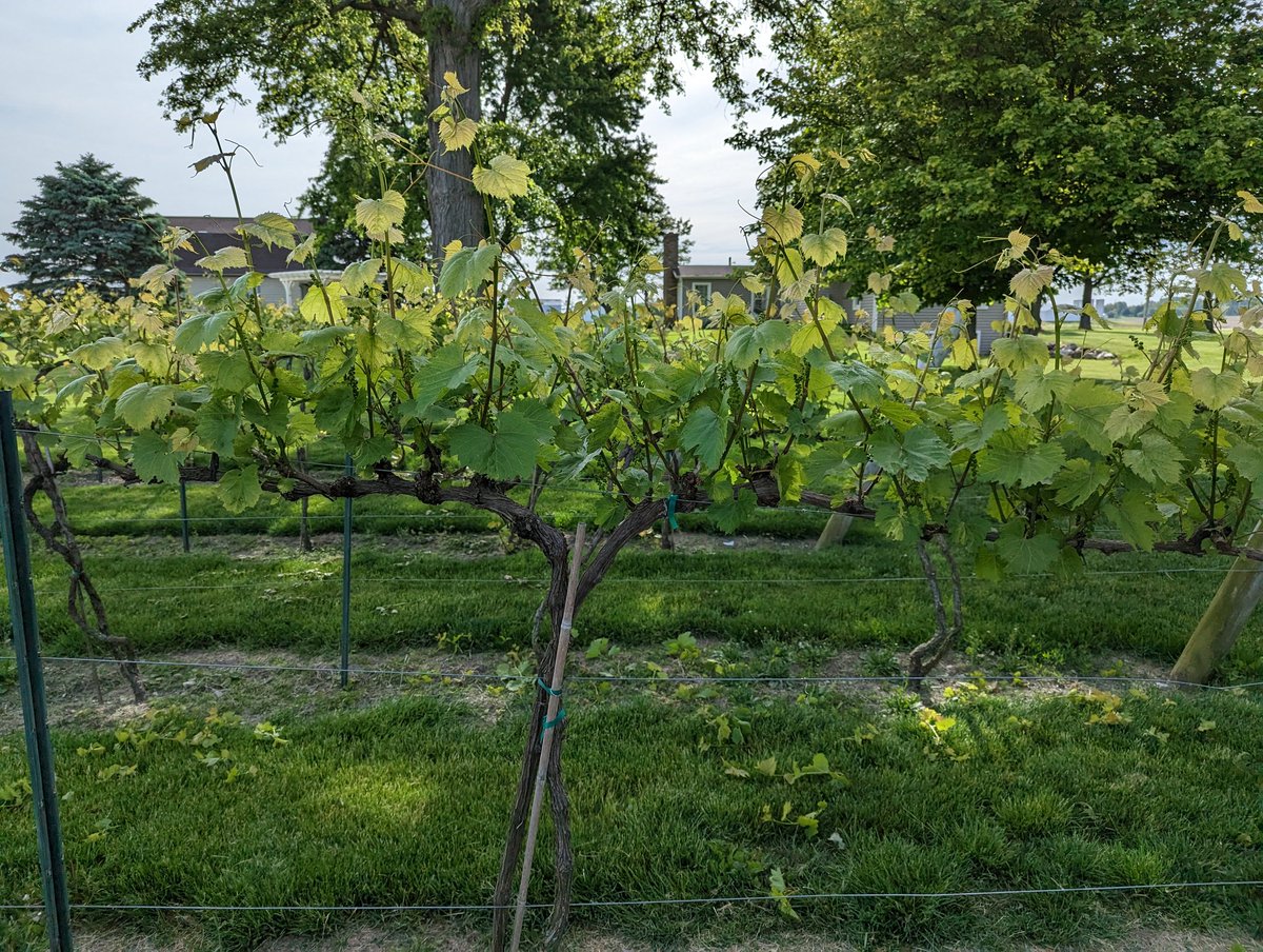 Matthew Elsass tweet media