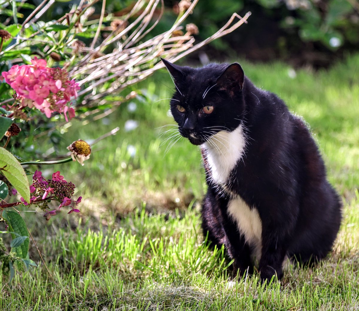 Happy #Caturday everyone.😸
📸  I don't like the cut of this deadheads jib,..😼