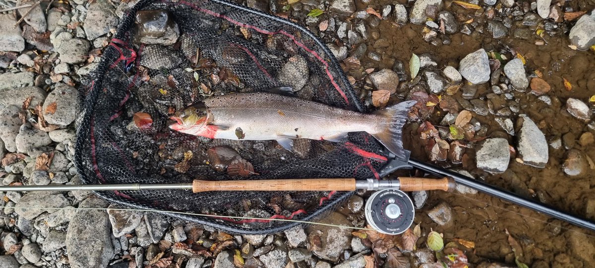 Ferrybryan's tweet image. Successful evening on the Laune as it was getting dark landed on a bright yellow fly no idea what its called😁