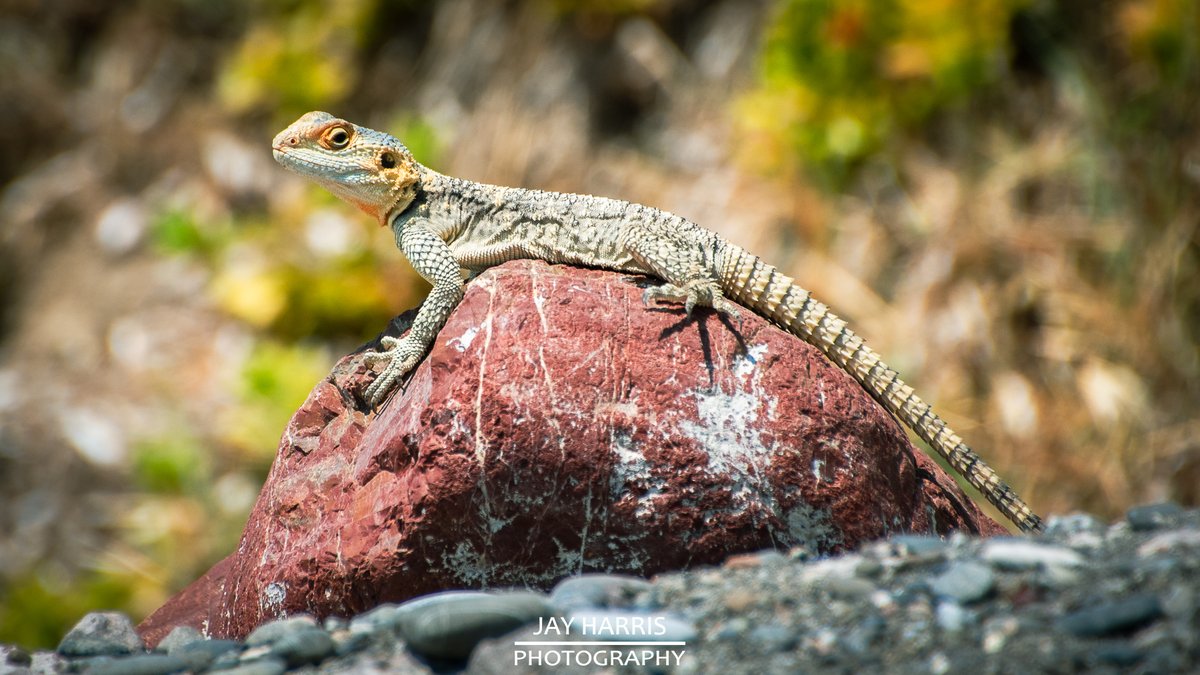 JayHarrisPhoto1's tweet image. We were very lucky to have spent a lovely week in Kos recently. Had a great time doing not a lot!

facebook.com/jayharrisphoto…

#kos #kosisland #greece 🇬🇷 #greekisland #holiday #familyholiday #andrelax